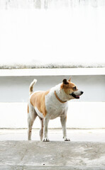 Dog stand at street looking out