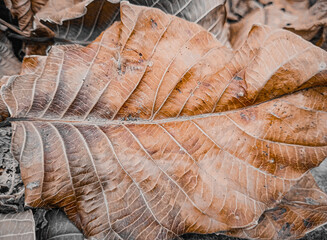 autumn leaf texture