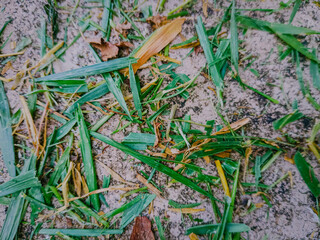 green grass in the woods