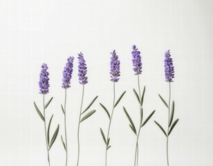 Obraz premium lavender flowers on white background