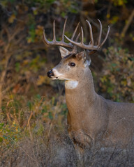 Male White-tailed Deer in the Wichita Mountains