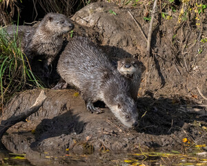 River Otters in the Wichita Mountains