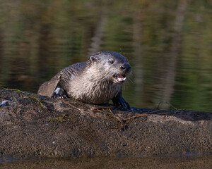 River Otter in the Wichita Mountains