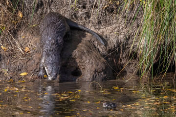 River Otter in the Wichita Mountains
