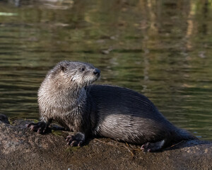 River Otter in the Wichita Mountains