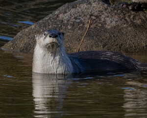 River Otter in the Wichita Mountains