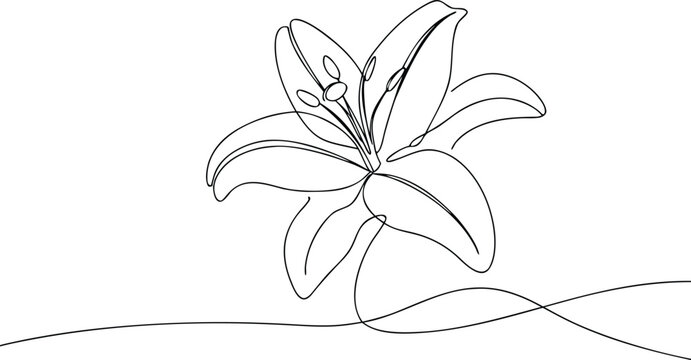 Single line drawing of a lily flower continuous line
