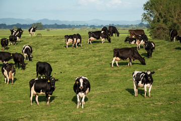 Herd of Friesian and Friesian cross dairy cows grazing in green grass © Nathan McClunie