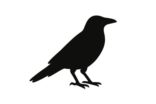 Simple black silhouette of a standing crow or raven isolated on a white background