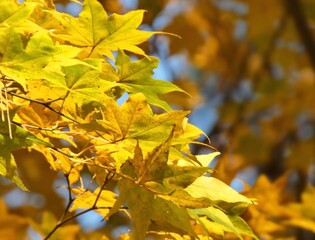 紅葉したモミジの葉(黄色)