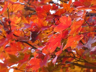 紅葉したモミジの葉2