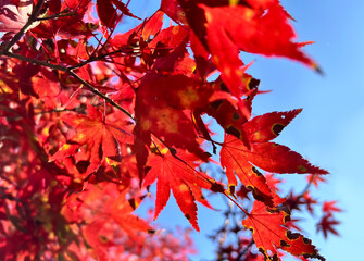 Fototapeta premium 紅葉したモミジの葉3