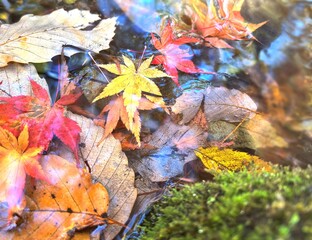 小川に積もった紅葉の落ち葉