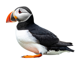 Atlantic puffin bird profile isolated on white background, transparent PNG