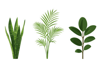 Three popular indoor houseplant cuttings isolated on white background