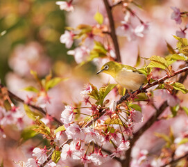 Japanese White-eye on Cherry Blossom Branch
