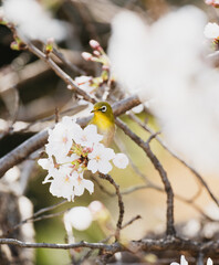Japanese White-eye Among Cherry Blossoms

