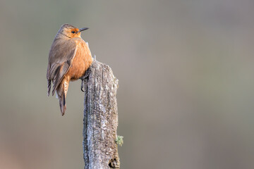 Rufous treecreeper (Climacteris rufus), Dryandra Woodland, Western Australia. 