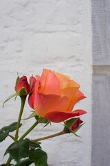 a single red rose on a wooden background
