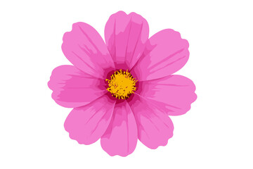Vibrant pink flower blossom with yellow center isolated on white background