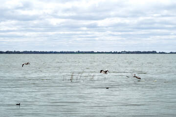 Pelicans gliding over the water in the lake, Lake Colac, Victoria, Australia