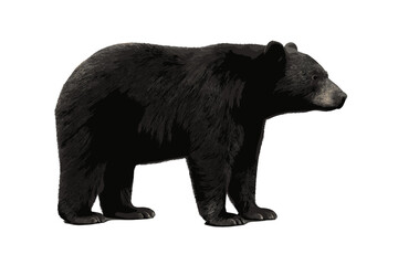 Large adult American black bear standing in profile view on a white background