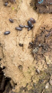 Pillbugs Crawling on Decaying Wood in Natural Habitat