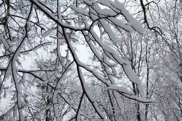 Closeup snow covered  tree branches in city park .Winter landscape ,nature, environment . 