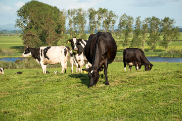 Obraz premium Herd of Friesian and Friesian cross dairy cows grazing in green grass