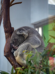 台北市立動物園