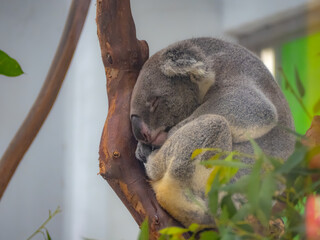 台北市立動物園