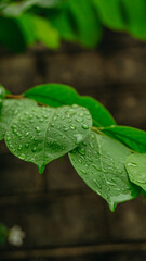 green leaf with water drops
