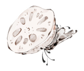 
Watercolor hand drawn lotus root slice illustration