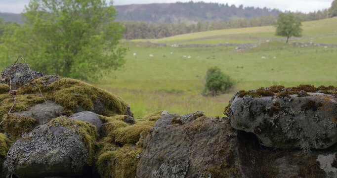 Wide shot of the Scottish countryside near Ballater where's the Stonewall in foreground in focus