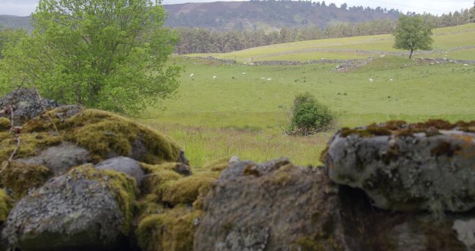 Wide shot of the Scottish countryside near Ballater where's the Stonewall in foreground out of focus