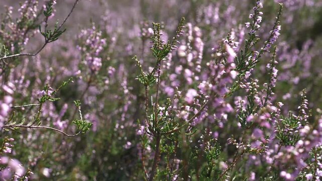 Close-up of a plantation of blooming pink flowers, heath