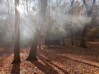 Clouds of smoke in autumn forest. 