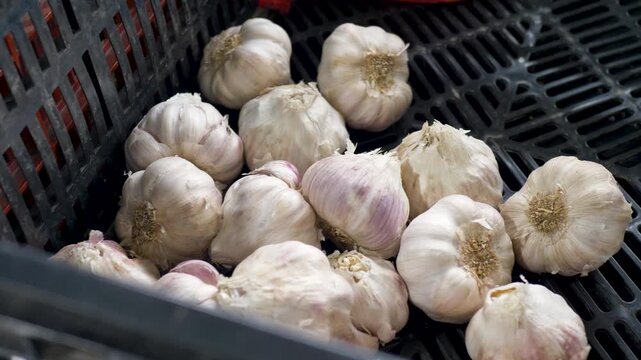 Slow motion close up of a group of fresh organic garlic cloves in a basket at a local farmers market food and produce harvest stall in Sydney NSW Australia highlighting agriculture herbs and spices