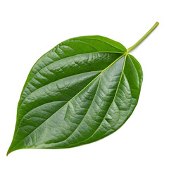 Obraz premium Green leaf isolated on a transparent background 