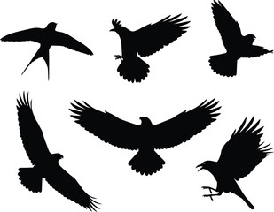Silhouette of birds flying in different poses on white
