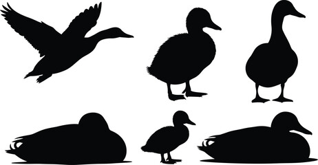 Duck silhouette collection black and white vector illustration