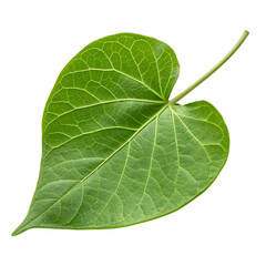 Green leaf isolated on a transparent background
