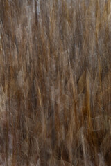 741-72 Cattail Wetland Abstracted