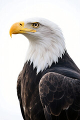 Obraz premium Close Up Portrait Birds