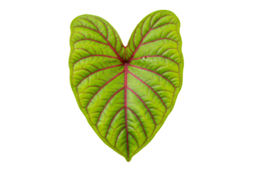 Vibrant green heart shaped leaf with red veins on  background