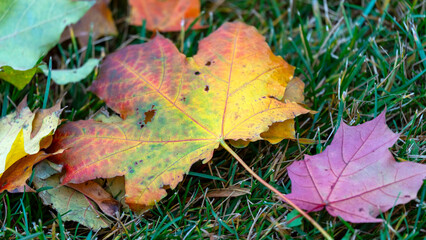 Colorful autumn leaves. Maple leaves have turned yellow and fallen, and the lawns are still green, autumn is coming. High quality photo