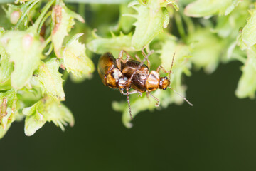 Close up of a pair of Eucolaspis brunnea or bronze beetles a native to new zealand