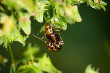 Close up of a pair of Eucolaspis brunnea or bronze beetles a native to new zealand