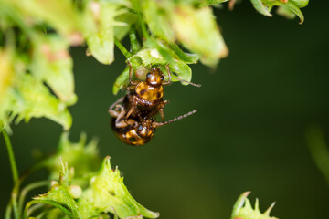 Close up of a pair of Eucolaspis brunnea or bronze beetles a native to new zealand