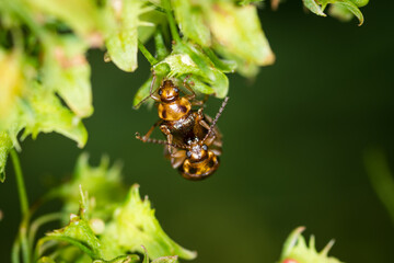 Close up of a pair of Eucolaspis brunnea or bronze beetles a native to new zealand